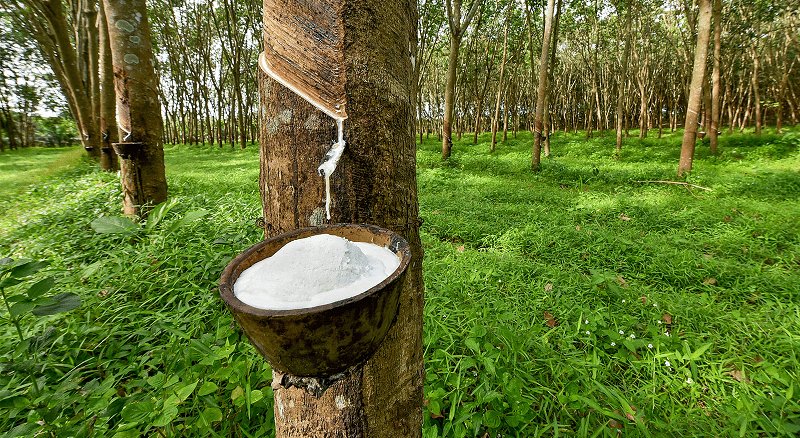 Tìm hiểu nệm cao su thiên nhiên